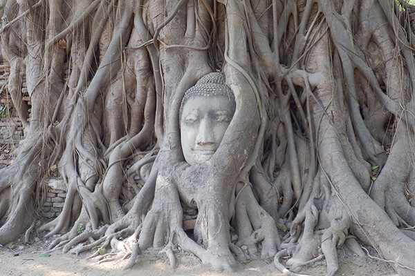 ワットマハタート 木の根に埋まる仏頭