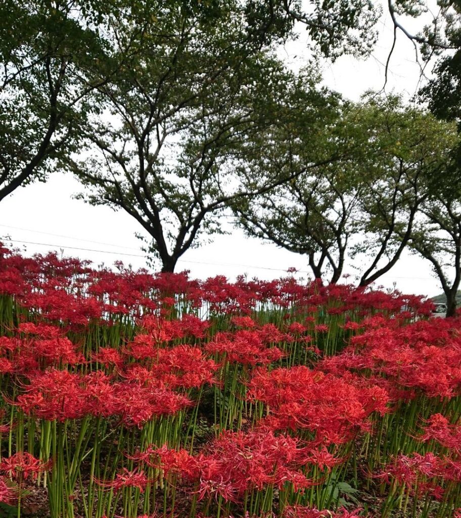 彼岸花